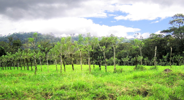 Living fence