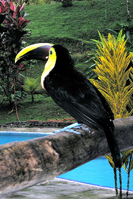 pet toucan