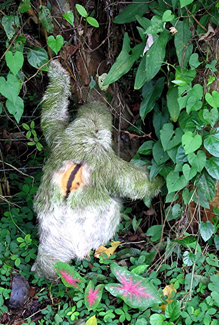 Sloth 3
