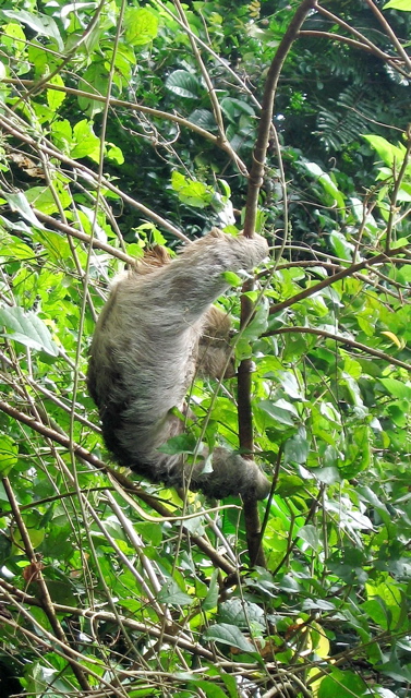 Sloth 4