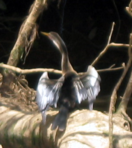 IMG_5124.JPG