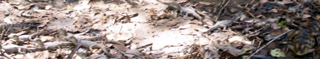IMG_5132.JPG