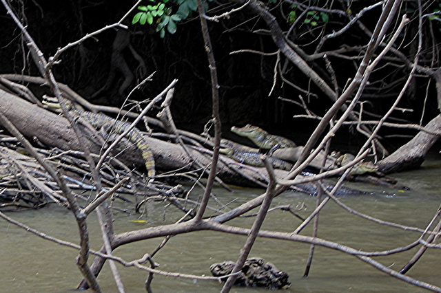 Rio Frio ride--3 caimans