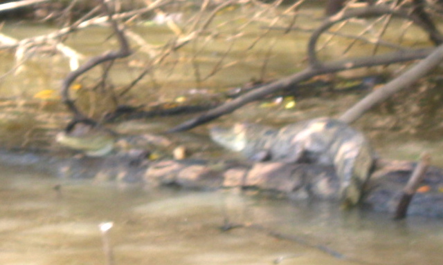 IMG_5138.JPG