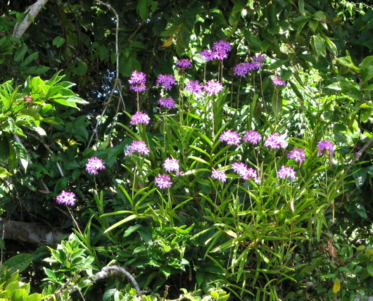 Rio Frio ride--bromeliad