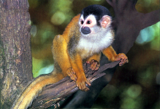 monkey