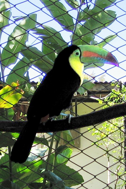 Froot Loops toucan