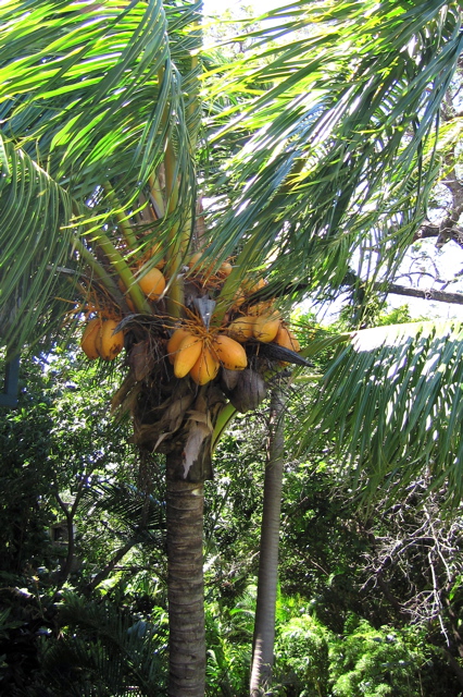 Coconuts