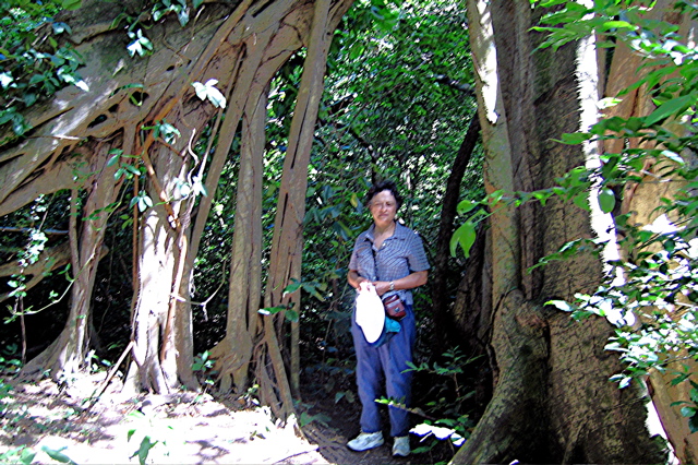 Strangler fig and Alice