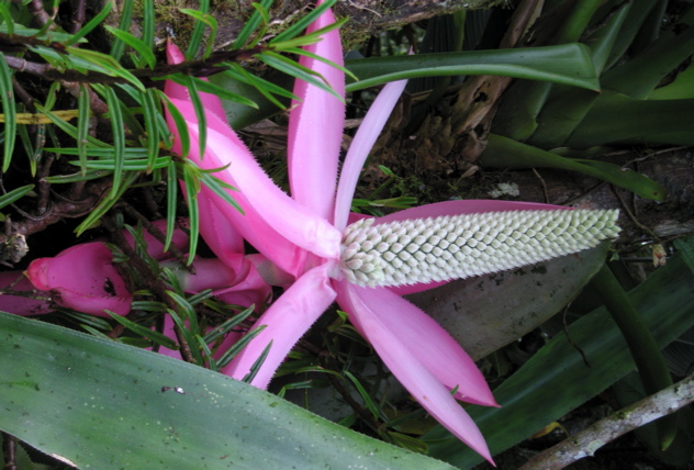 bromeliad--Tirimbina