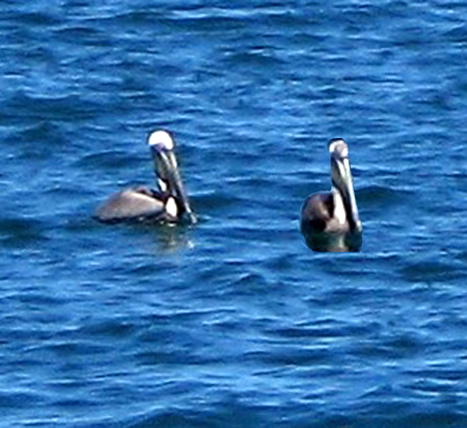 Punta Coral trip--pelicans