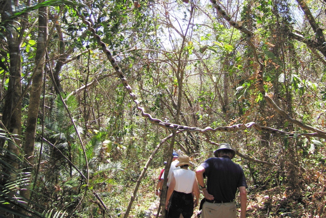 Punta Coral trip--monkey ladder vine