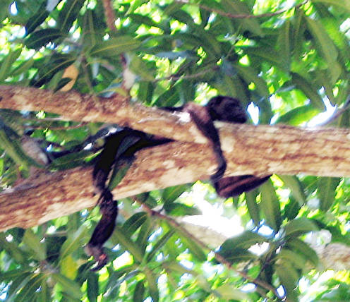 Punta Coral trip--howler monkey