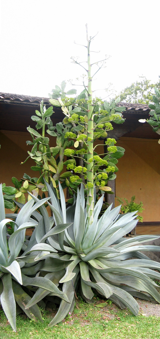 Agave050215