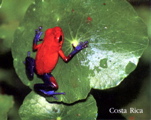 Blue Jean frog