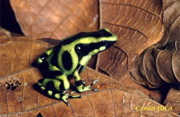 Commando frog