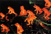 Golden toad