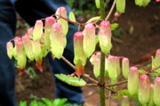 Flowers--nature walk