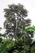 Oropendula nests