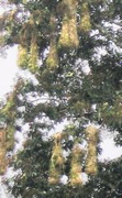 Oropendula nestsB