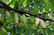 Cocoa beans