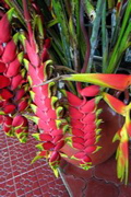 Heliconia--lobster claw