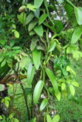 Vanilla