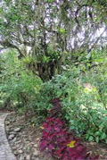 Tree of bromeliads