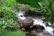 Bosques de Chachagua--stream