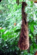Oropendula nest
