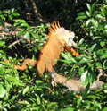 Iguanas 2
