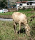 IMG_5120.JPG