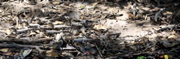 Rio Frio ride--caiman babies