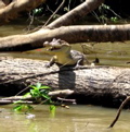 Rio Frio ride--laughing caiman
