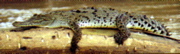 SafariCroc
