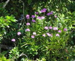 Rio Frio ride--bromeliad
