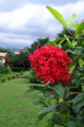 Volcano Lodge garden 4
