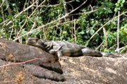 Ground iguana