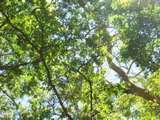 IMG_5280.JPG