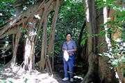 Strangler fig and Alice