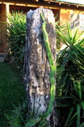Buena Vista--funny cactus