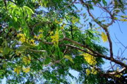 Cassia tree 2