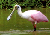 SafariB