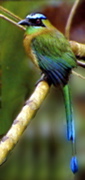 SafariE