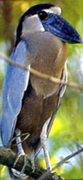 SafariD