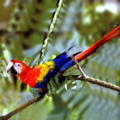 SafariC