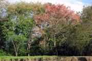 Rio taracoles trip--pink trees