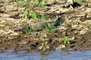 Rio Taracoles trip--crocodile