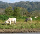 Rio Taracoles trip--Brahma cows