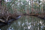 Rio Taracoles trip--mangroves